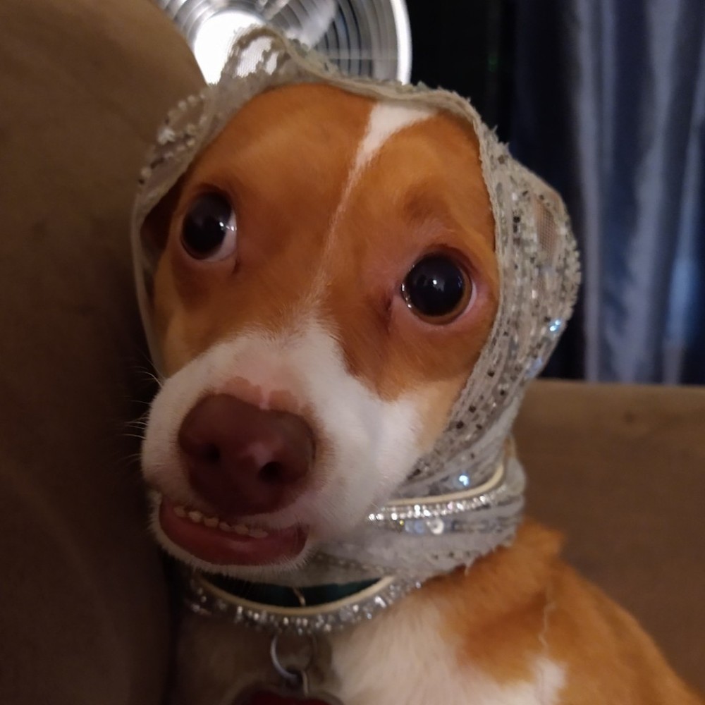 Meet your Posher, Darline